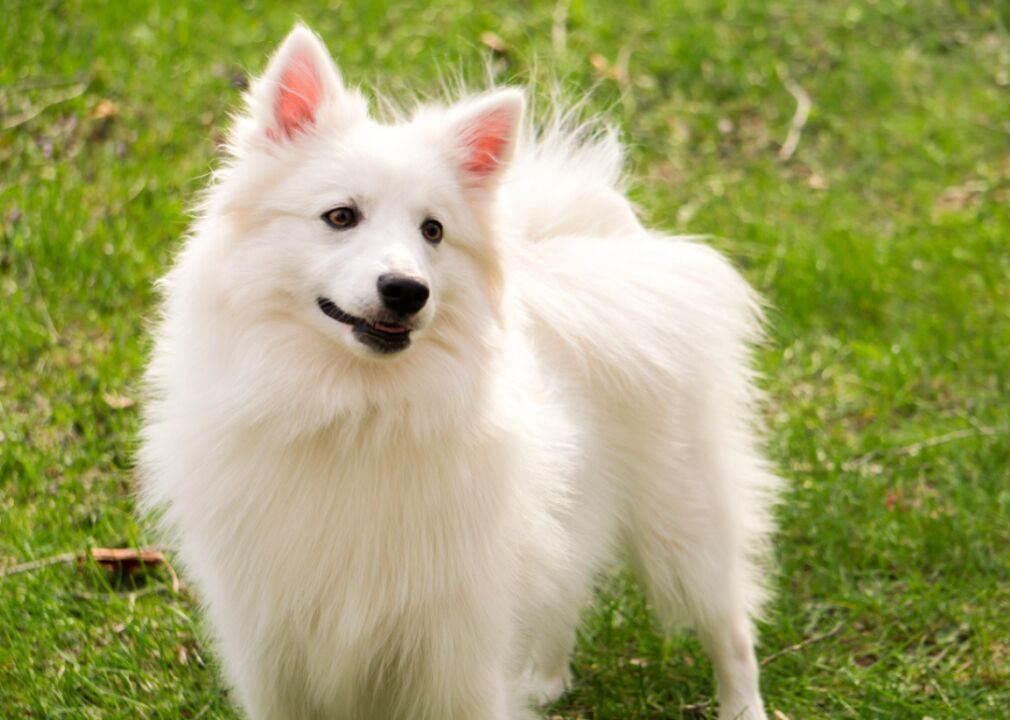 #24. American Eskimo dog